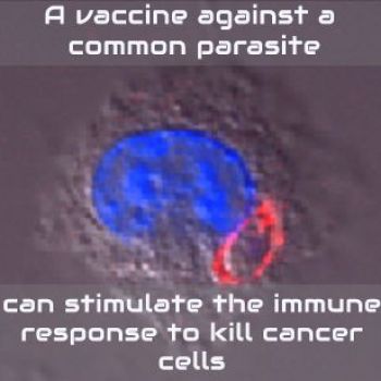 Parasite vaccine offers a promising treatment for cancer Giefscience.com