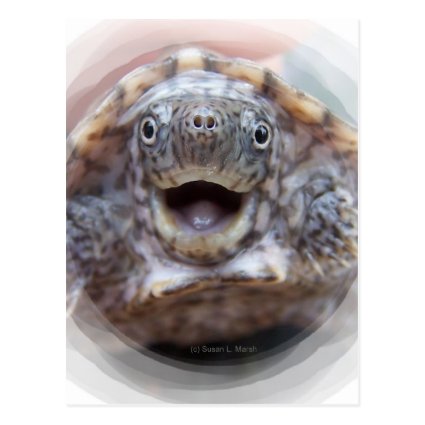 Turtle mouth open round frame Mad Musk turtle Postcard