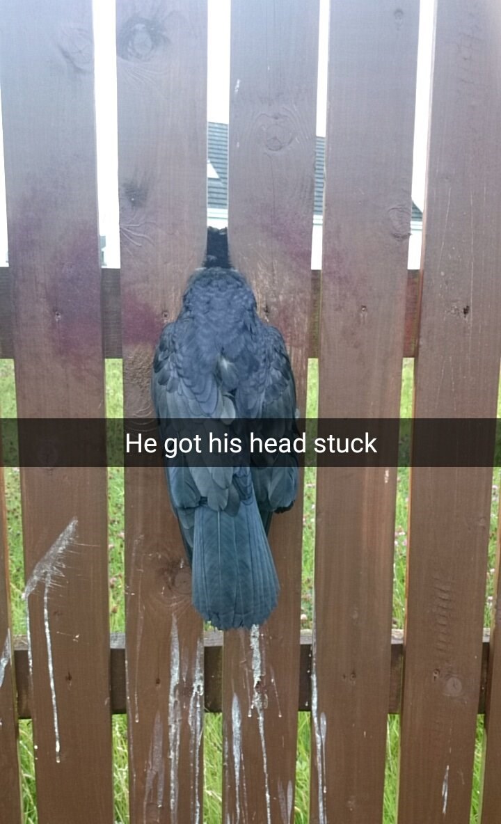 snapchat,rescues,man,russell crow,crow
