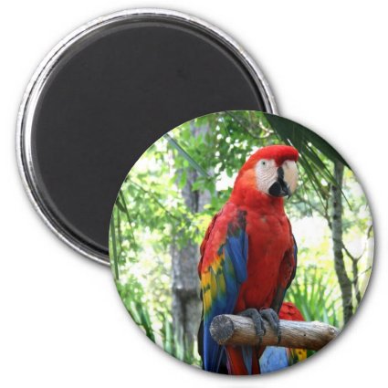 Scarlet macaw, red macaw photograp design 2 inch round magnet