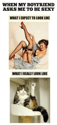 pets,what i think i look like,Cats,funny,g rated,dating
