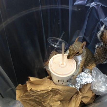 Milkshake Squirrel Steals Shake Shack from NYC Garbage