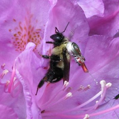 Tracking Honeybees to Save Them