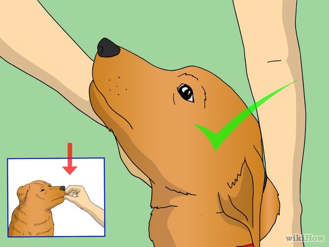 Train Your Dog to Shake Its Head Step 6 Version 2.jpg