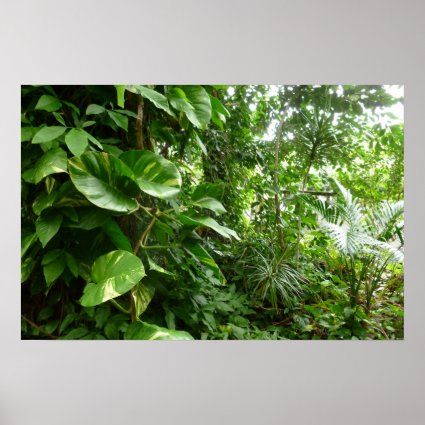 Giant Leaves Jungle View Plant Photograph Poster