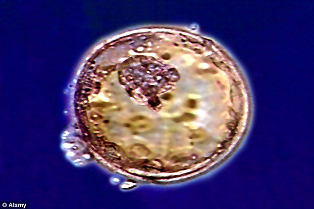 Chinese scientists have admitted to changing the genes of human embryos, like the one above, for the first time in history. The announcement confirms rumors that some researchers have been conducting ethically questionable experiments