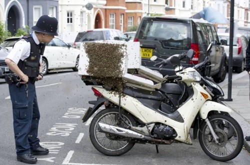 funny-news-fail-pizza-bees-delivery-bike