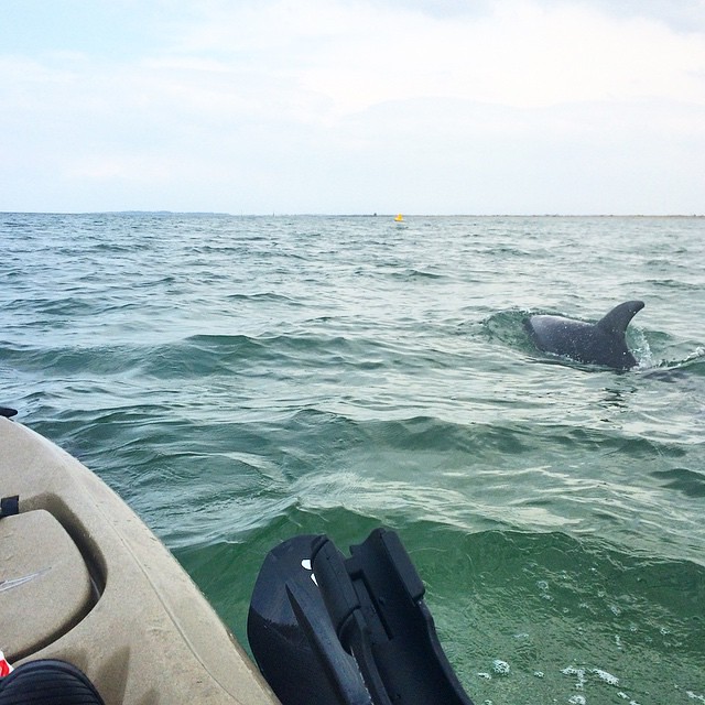 Found myself an escort as I headed out in the bay today :) #curious #dolphins