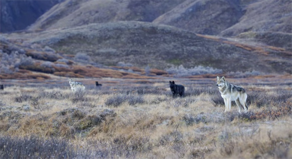 wolves wolf pack tundra hills 