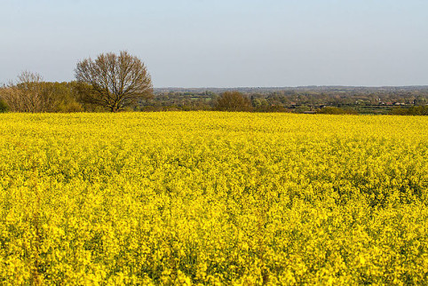 A_sea_of_yellow_rapeseed_flowers (1)