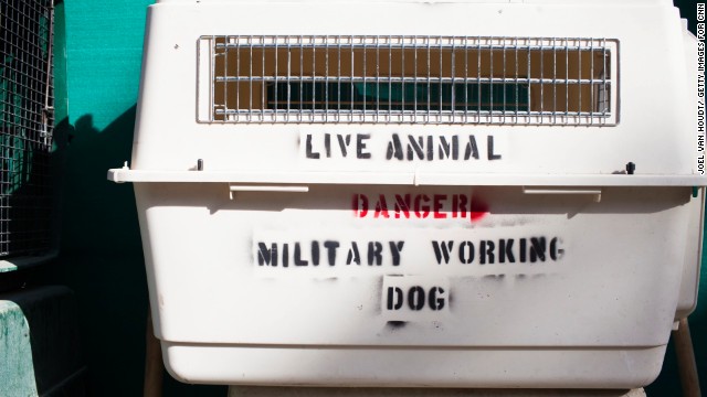 Farthing's organization is one of the only official animal shelters in Afghanistan. 