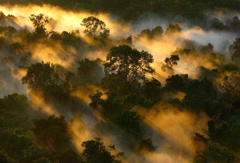 Amazon canopy at dawn, Brazil. 