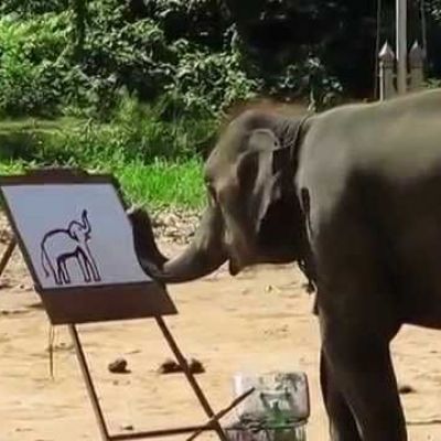 Elephant Painting an Elephant - Amazing