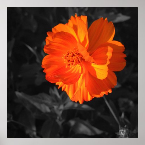 Beautiful Orange Wildflower Petals Poster Print