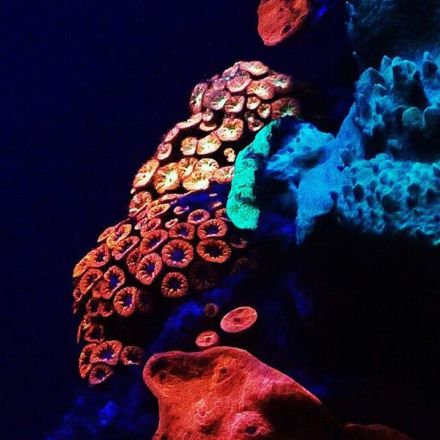 Glide Through the Mysterious Glowing Coral Deep in the Red Sea (Video)