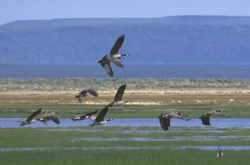 File:Canadian Geese near Lakeview, Oregon.jpg