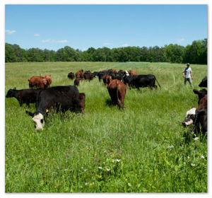 gmo grass_cows