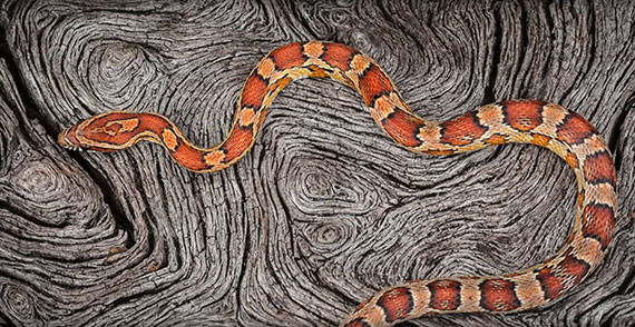 snake dangerous poisonous tree stump texture reptile swamp forest marsh