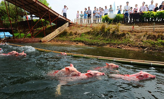 The numbered pigs were trained for the event, which proved to be a sell-out May Day attraction 