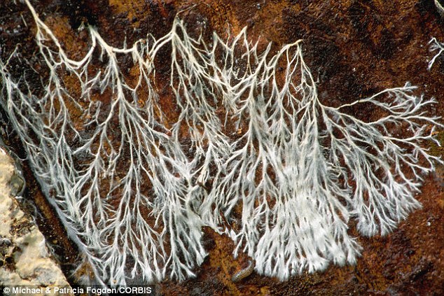 Experts claim that mycelium – a vast underground network of fungus – could save the world by absorbing carbon dioxide and producing more antibiotics. This image shows fungus mycelium growing on a tree