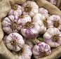 Fresh garlic (Allium sativum) 'Albigensian wight'