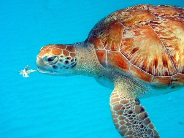 Turtle Eating Underwater, Barbados