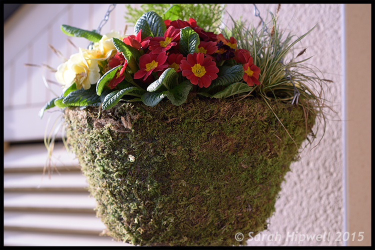 hanging-basket-flowers