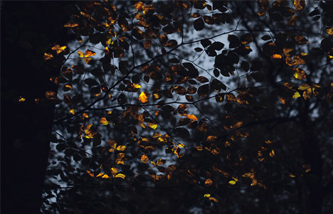Bioluminescent Forest by Tarek Mawad and Friedrich van Schoor