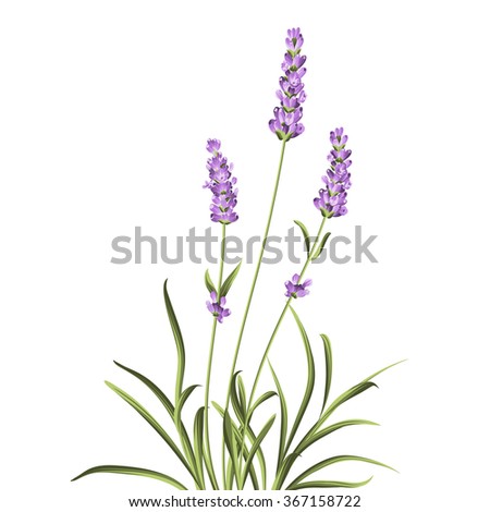 Lavender elegant card
