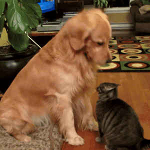 Goggie Gif: There There Kitty 