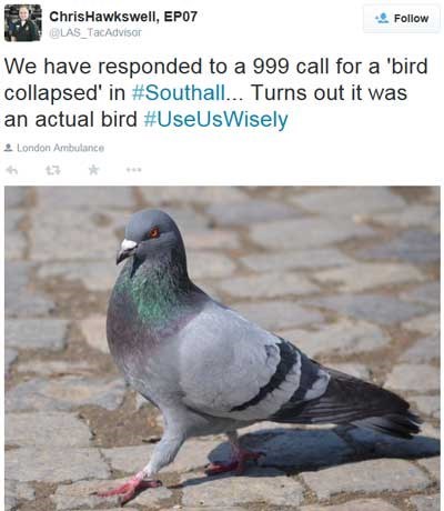 funny-twitter-pic-news-slang-bird