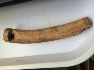 The antler tine tool or implement excavated in 2014