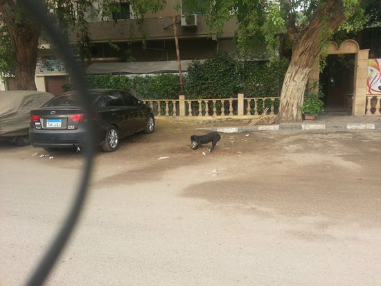  الكلب يحفر على جانب الشارع لدفن القطة -اليوم السابع -4 -2015