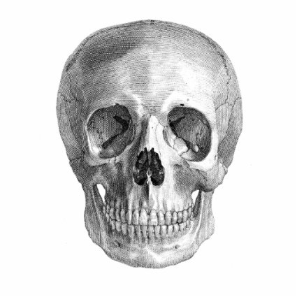 Human skull anatomy sketch drawing photo sculpture magnet