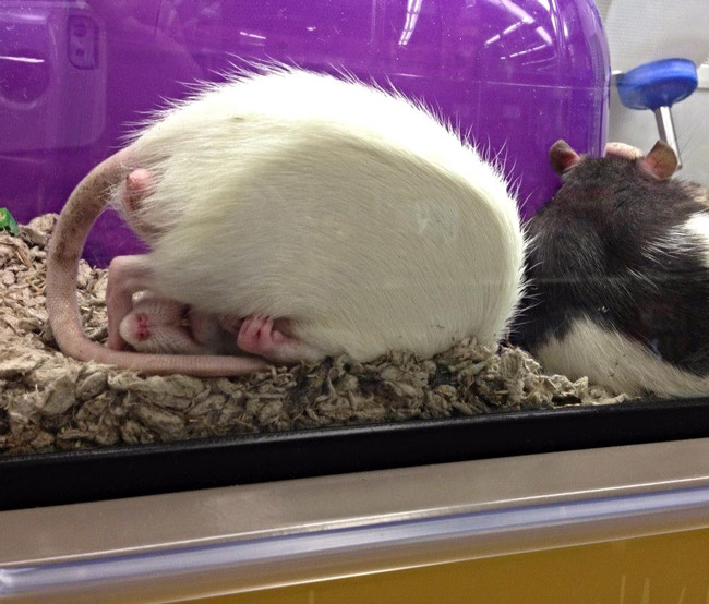 Rat sleeping funny