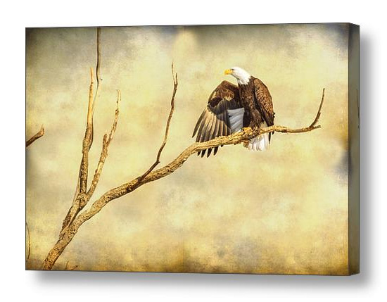 Majestic Eagle Point Canvas Print