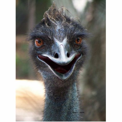 Emu head photograph design saying HI! Photo Sculpture Magnet
