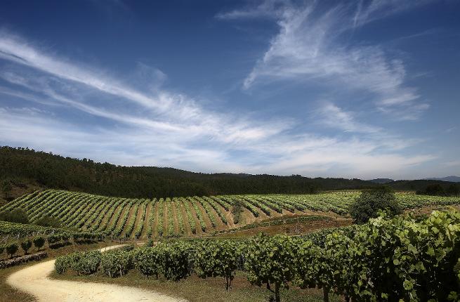 Galicia vineyard