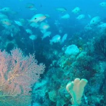 New seabed discovery rivals Great Barrier Reef