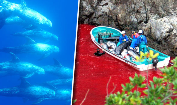 Animal welfare campaigners to stage protest over Taiji dolphin drives