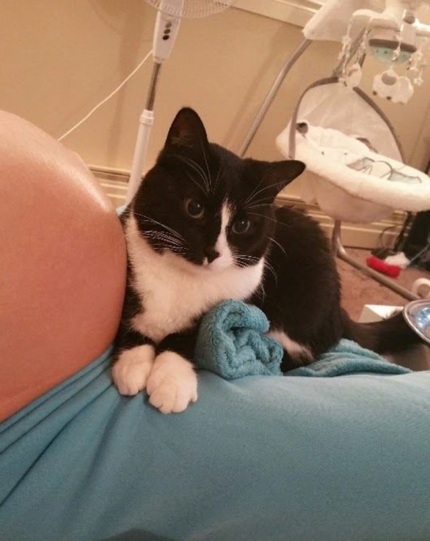 cat-guards-baby-pregnant-liel-ainmar-assayag-panda-9