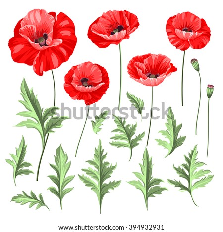 Vintage poppy set. Wedding flowers bundle. Flower collection of watercolor detailed hand drawn poppies. Vector illustration.