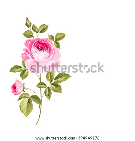 Blooming Rose. Botanical illustration