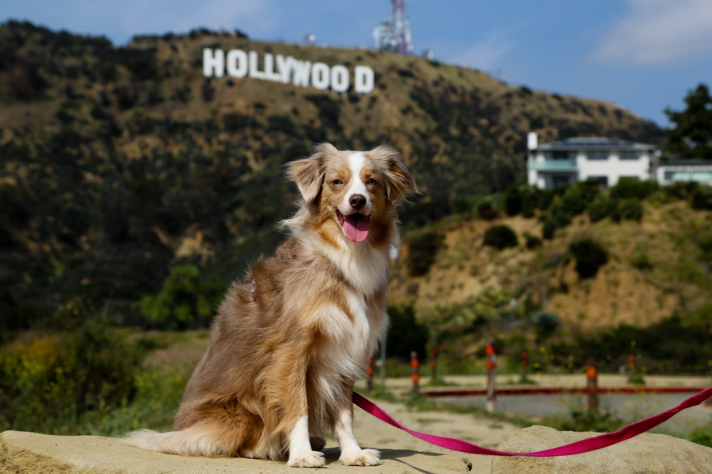 Laika the Tourist in LA Canine