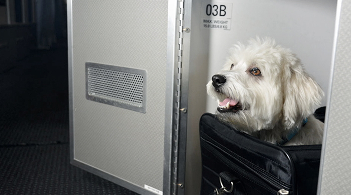 Американские авиалинии представили кабины первого класса для домашних животных