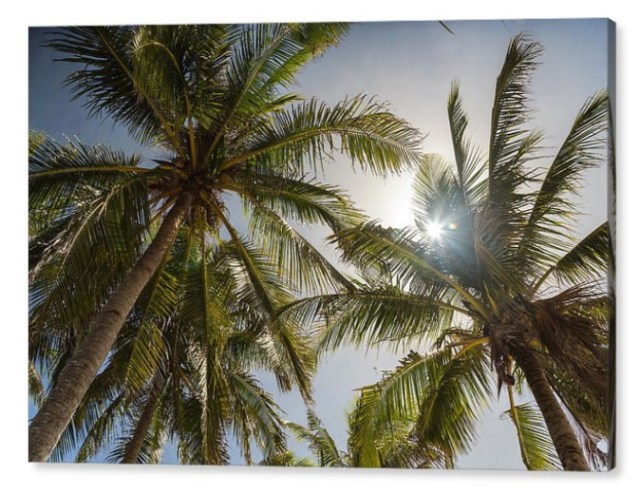 Tropical Sun Canvas Print