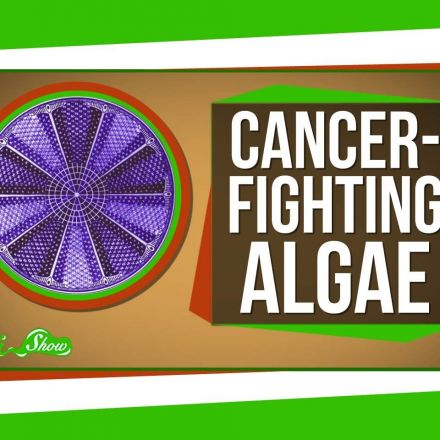 Genetically Engineered Cancer-Fighting Algae