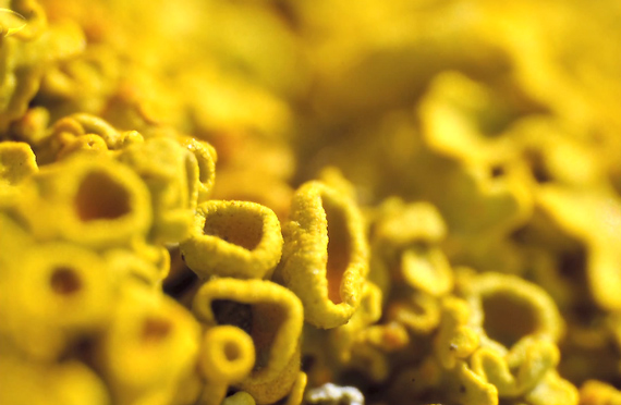 A super-macro shot of lichen using a reversing ring (18 mm)