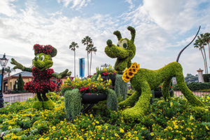 Minnie Mouse and Pluto Topiaries at the Epcot Flower and Garden Festival at Walt Disney World Resort