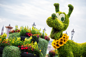 Pluto Topiary at the Epcot Flower and Garden Festival at Walt Disney World Resort